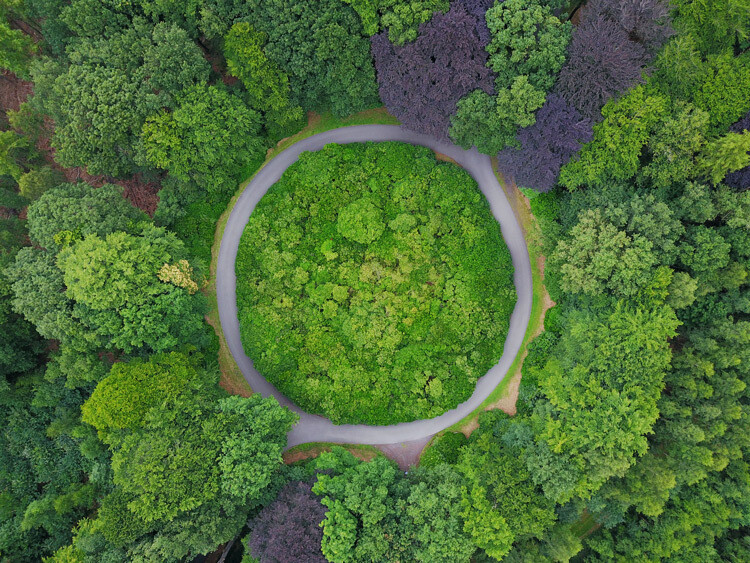 Forest road circle